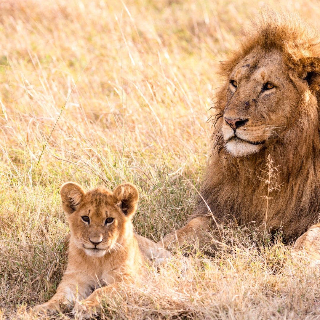 SUDAFRICA : CAPE TOWN & PARCO KRUGER