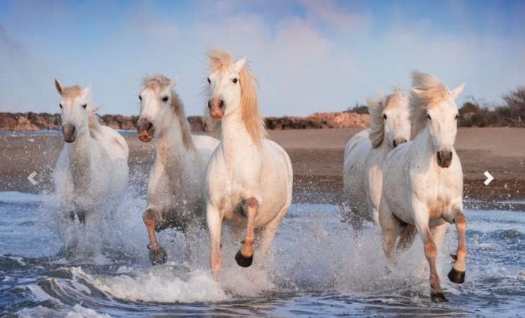 CAMARGUE E PROVENCE  - FESTA DEI GITANI VIAGGI DI GRUPPO: PARTI SOTTO CASA