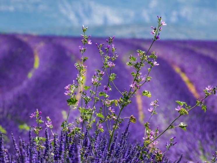 LA PROVENZA E LA LAVANDA