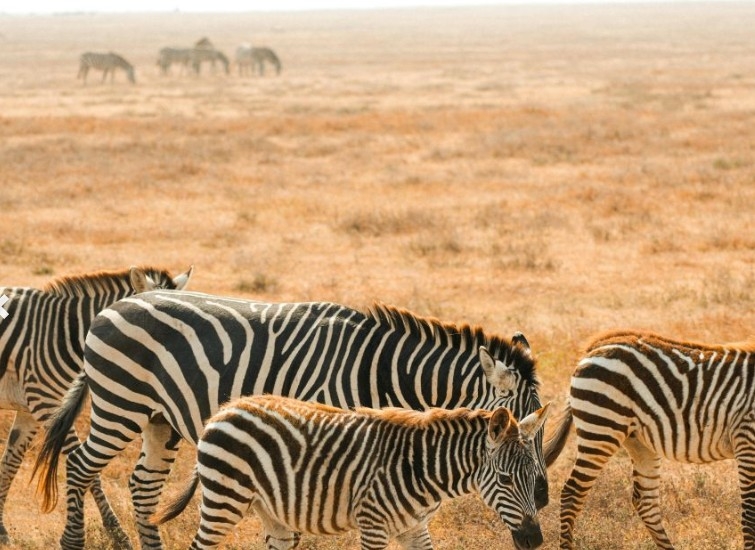 TANZANIA: TERRE DI CRATERI E SAVANE