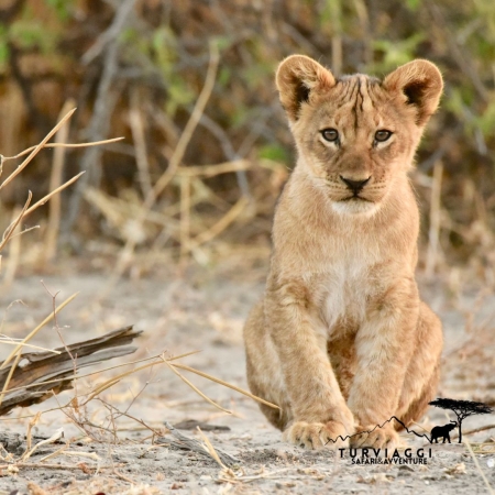 TANZANIA Minisafari 3 Giorni / 2 Notti VIAGGI SAFARI