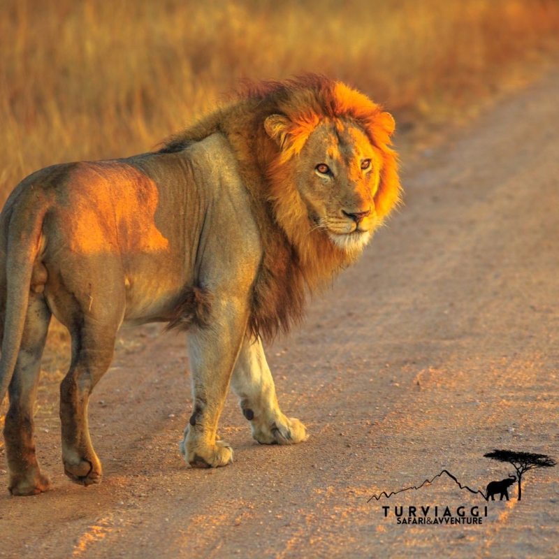 TANZANIA Safari 6 Giorni / 5 Notti