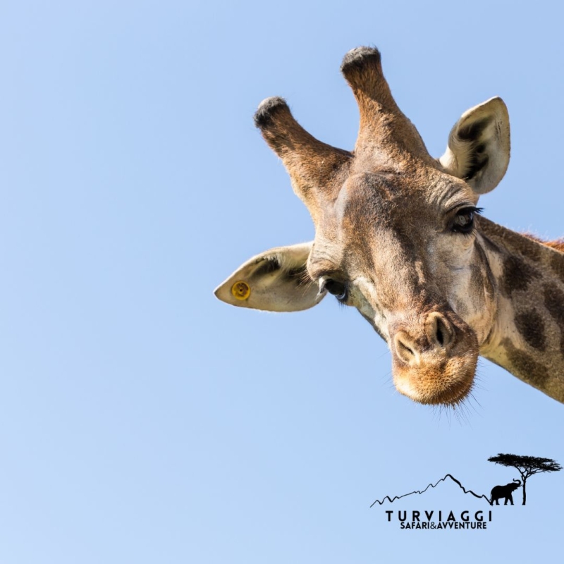 TANZANIA Safari 5 Giorni - 4 Notti