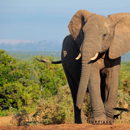 TANZANIA Safari 7 Giorni / 6 notti VIAGGI SAFARI