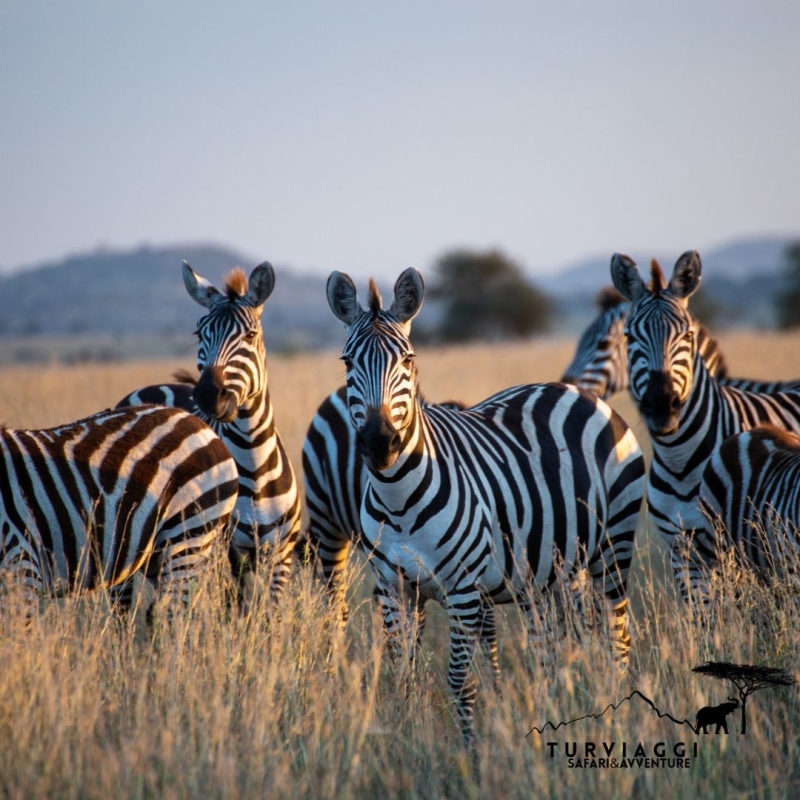 TANZANIA Safari 8 Giorni / 7 Notti