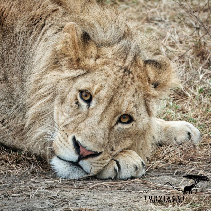 TANZANIA Safari 6 Giorni - 5 notti