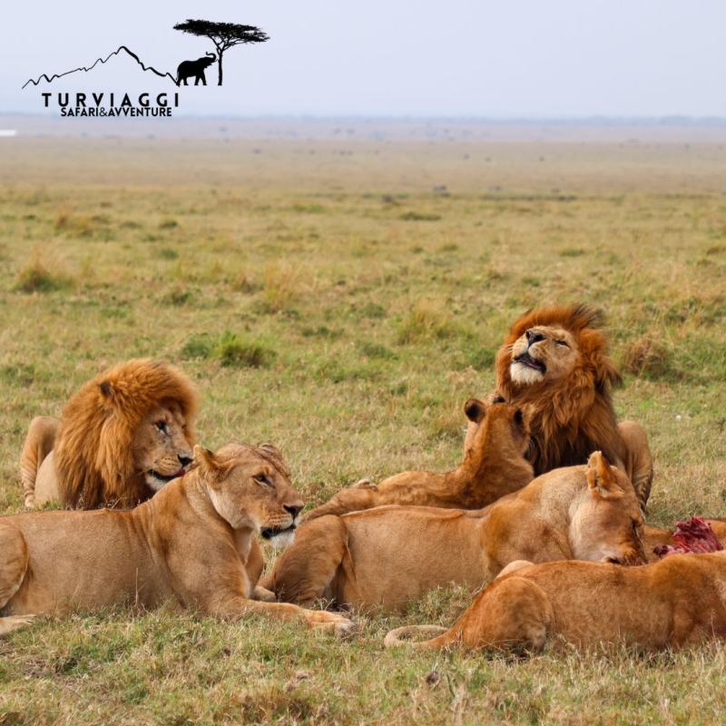 KENYA Safari 3Giorni - 2 Notti