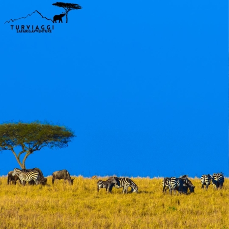 KENYA Safari 5 Giorni - 4 Notti VIAGGI SAFARI