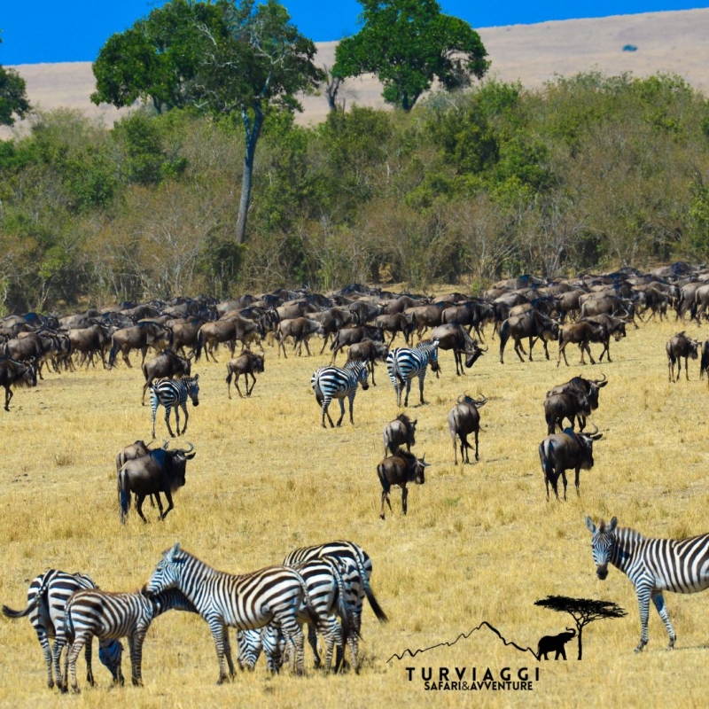 KENYA Safari 7 Giorni - 6 Notti