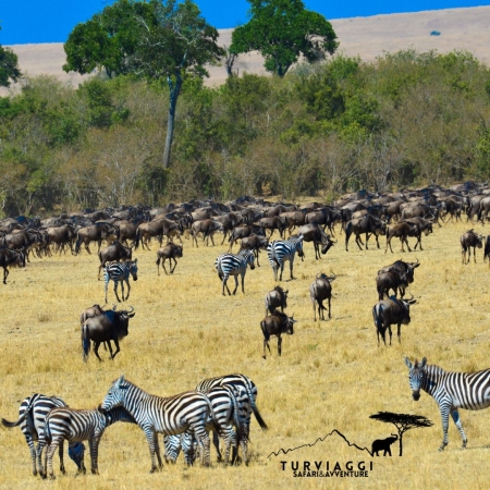 KENYA Safari 7 Giorni - 6 Notti VIAGGI SAFARI
