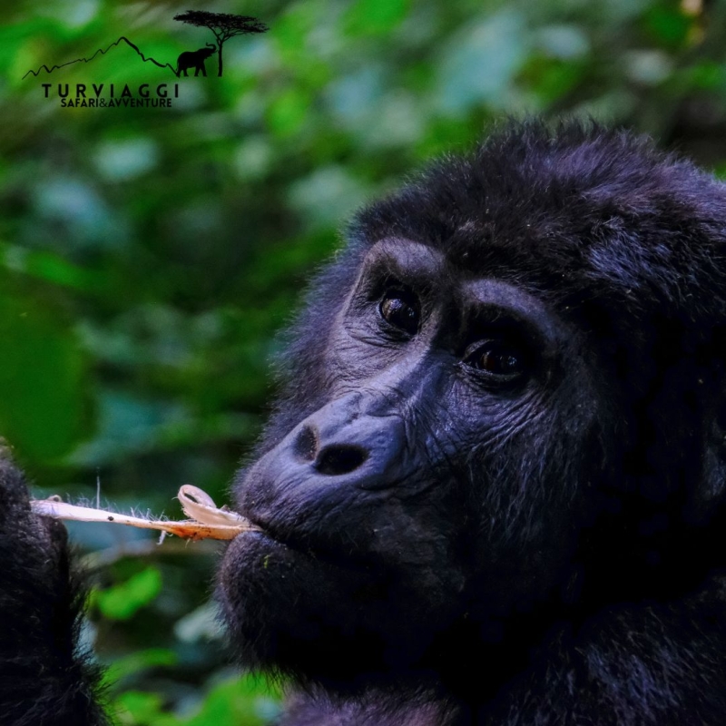 SAFARI UGANDA Safari 12 Giorni - 10 Notti