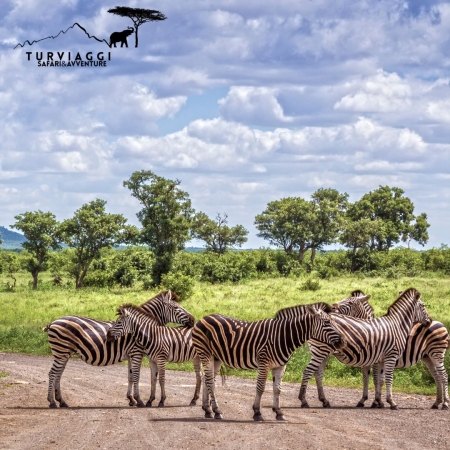 TOUR SUDAFRICA con guida parlante italiano 10 giorni 8 notti VIAGGI SAFARI