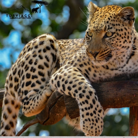 LE MERAVIGLIE DELLA NAMIBIA in gruppo guida parlante Italiano 13giorni - 10 notti VIAGGI SAFARI